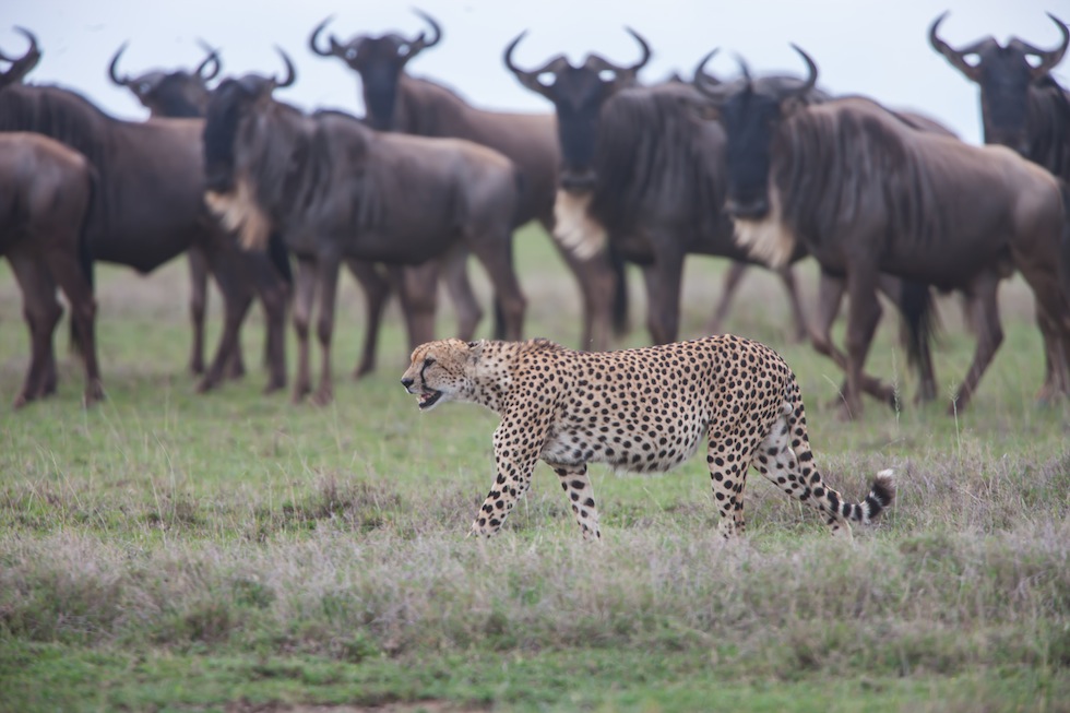 La grade migrazione del Serengeti - safari italiano in Tanzania