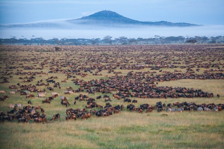 The Serengeti Migration, Tanzania