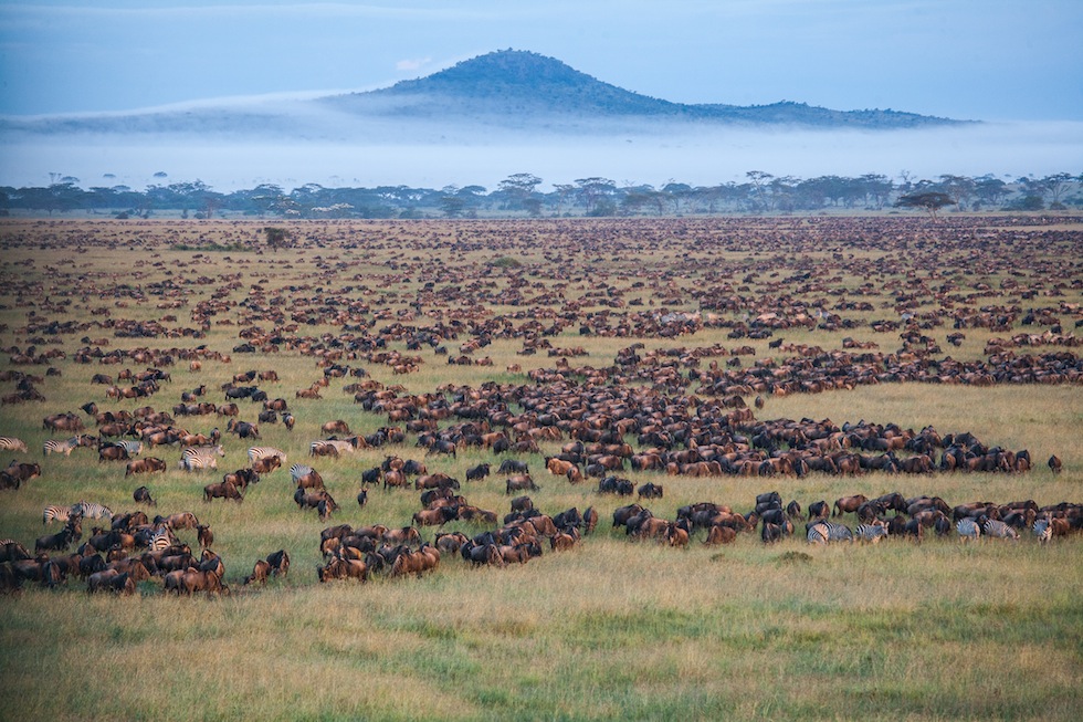 The Serengeti migration - Tanzania group safari