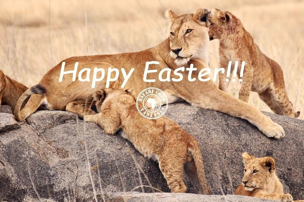 Famiglia di Leoni Tanzania - Buona Pasqua