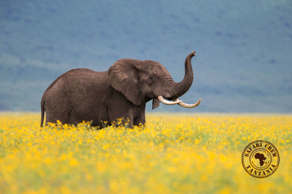 Elephant bull at Ngorongoro crater Tanzania