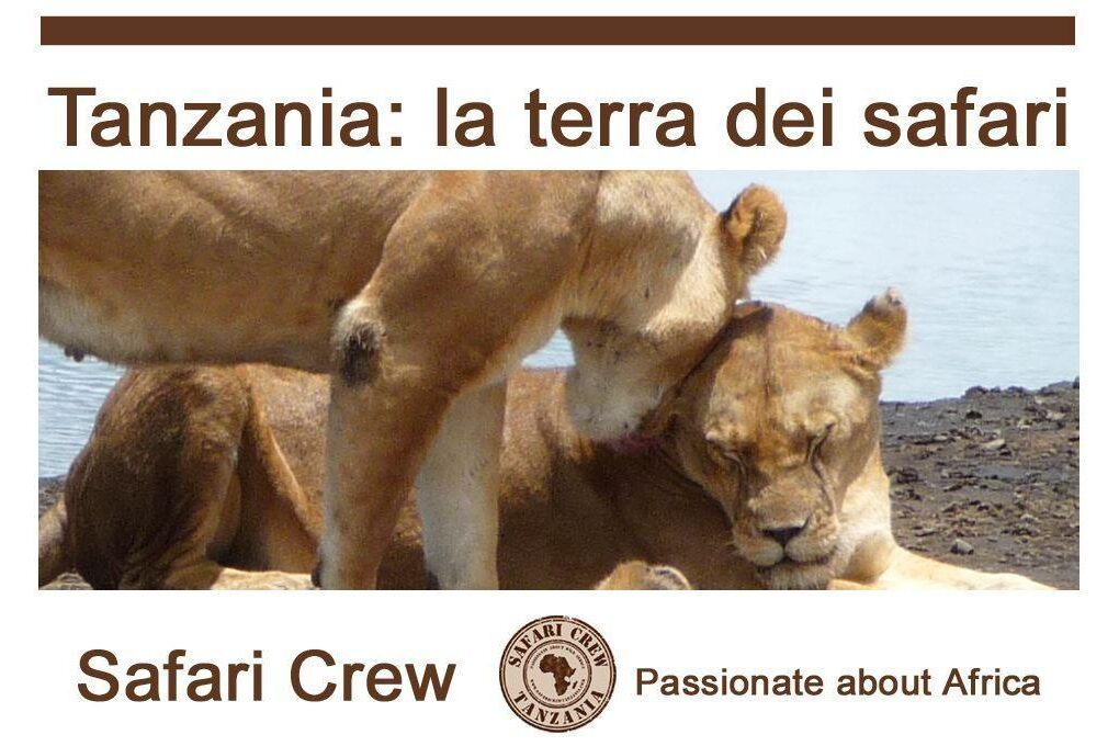 Leoni nel Serengeti - safari in Tanzania