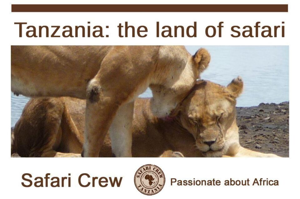 Lion in love, Tanzania safari