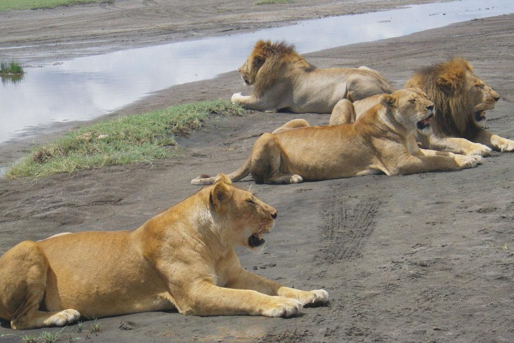 Lion pride Tanzania safari