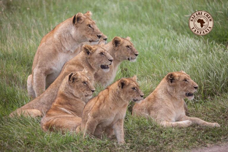Lion pride Tanzania safari offer
