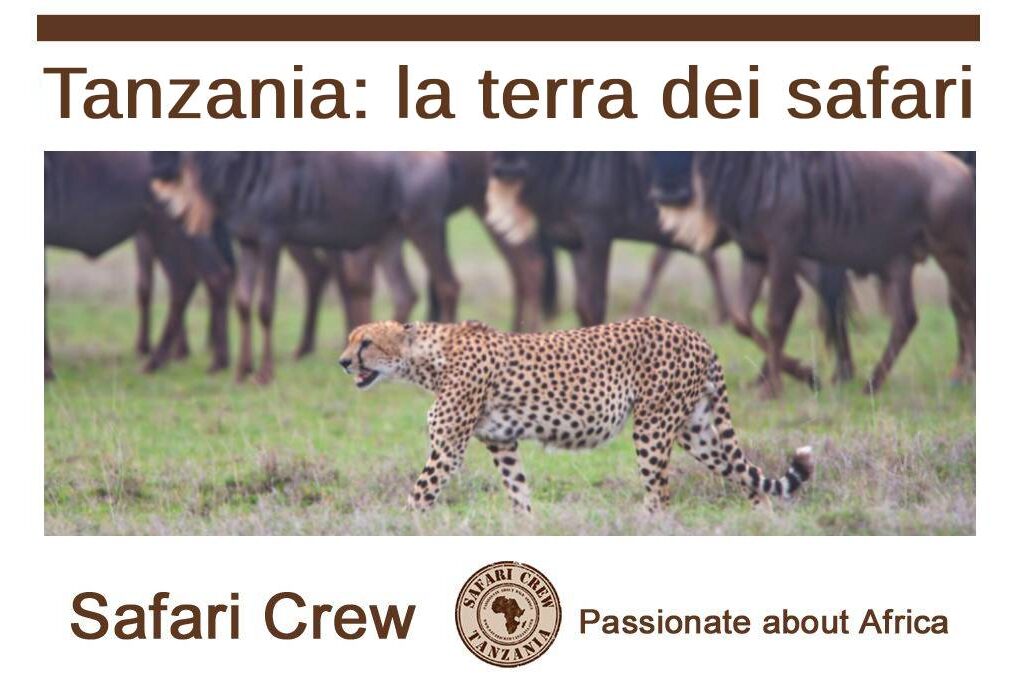 Safari in Tanzania guida italiano - La Grande Migrazione Ndutu