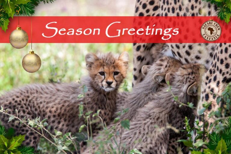 Season Greetings - Cheetah Tanzania safari