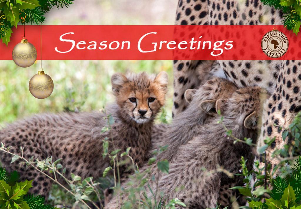 Season Greetings - Cheetah Tanzania safari