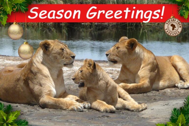 Season Greetings, Safari Crew Tanzania