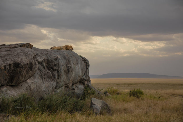 safari fotografico in Tanzania