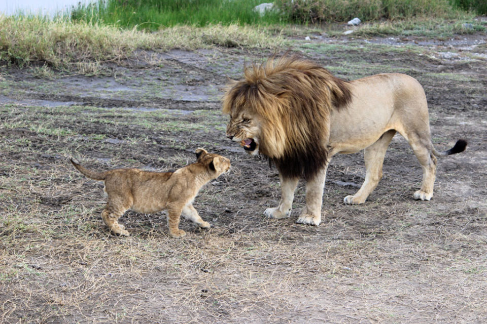 Simba & Mafusa, lions at Serengeti, by our guest Aldo