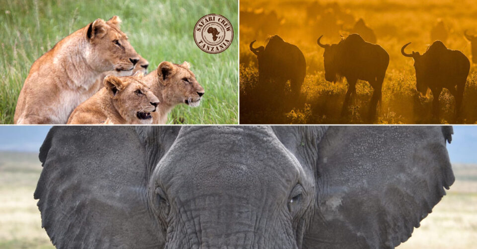 Tanzania safari special offer
