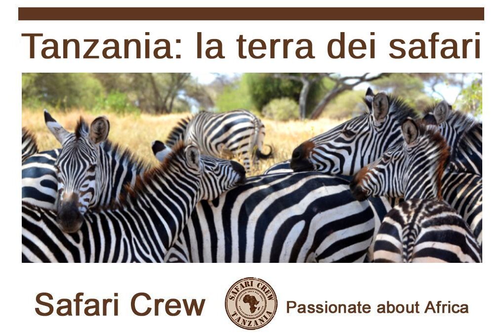 Zebre - Tanzania safari Giugno-Ottobre 2025