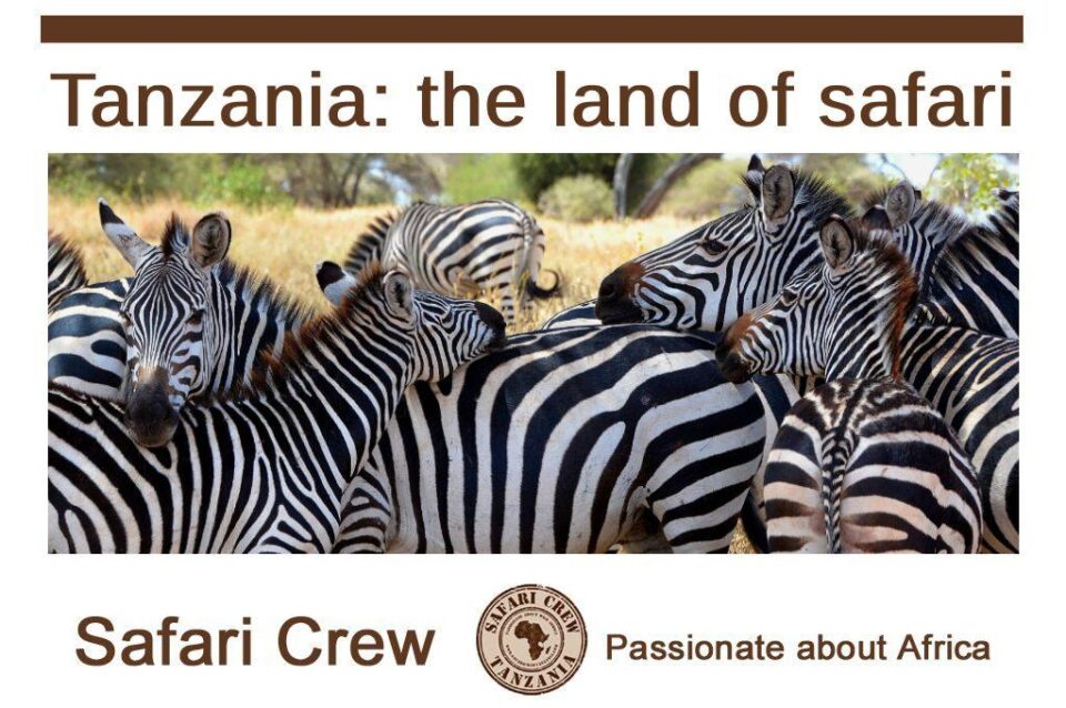 Zebras - Tanzania safari small groups