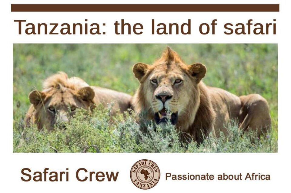 Tanzania small goups safari - Serengeti Lions