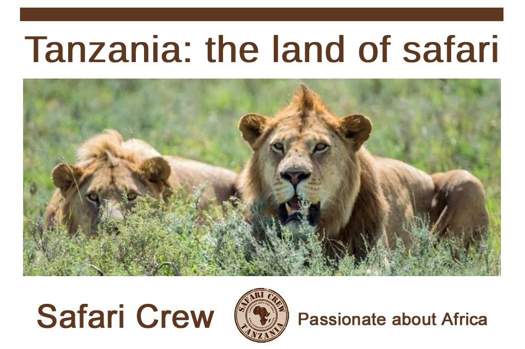 Tanzania small goups safari - Serengeti Lions