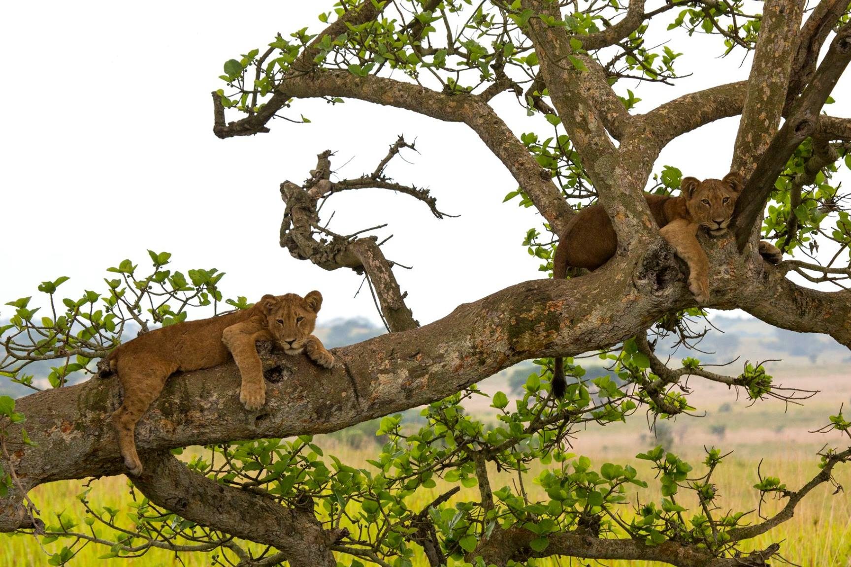 tree climbing lions Tanzania