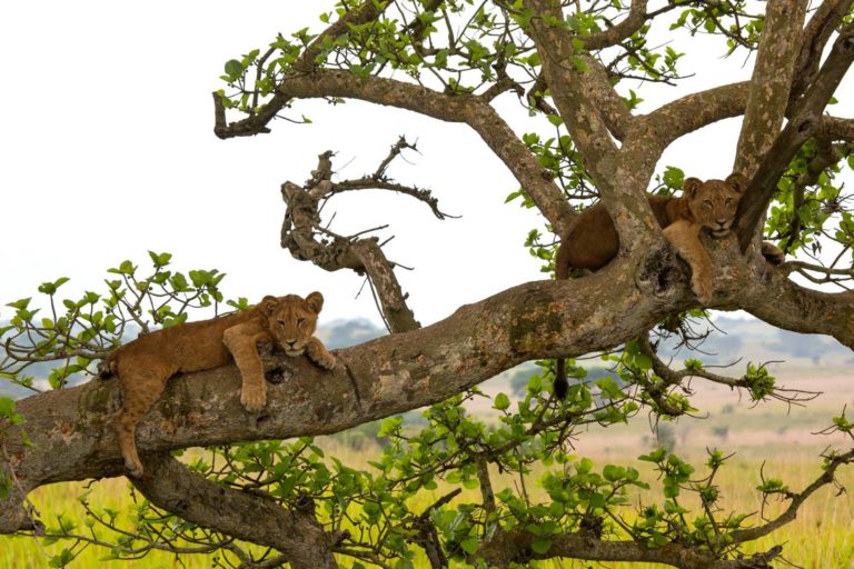 tree climbing lions Tanzania