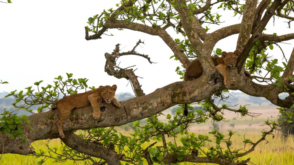 tree climbing lions Tanzania
