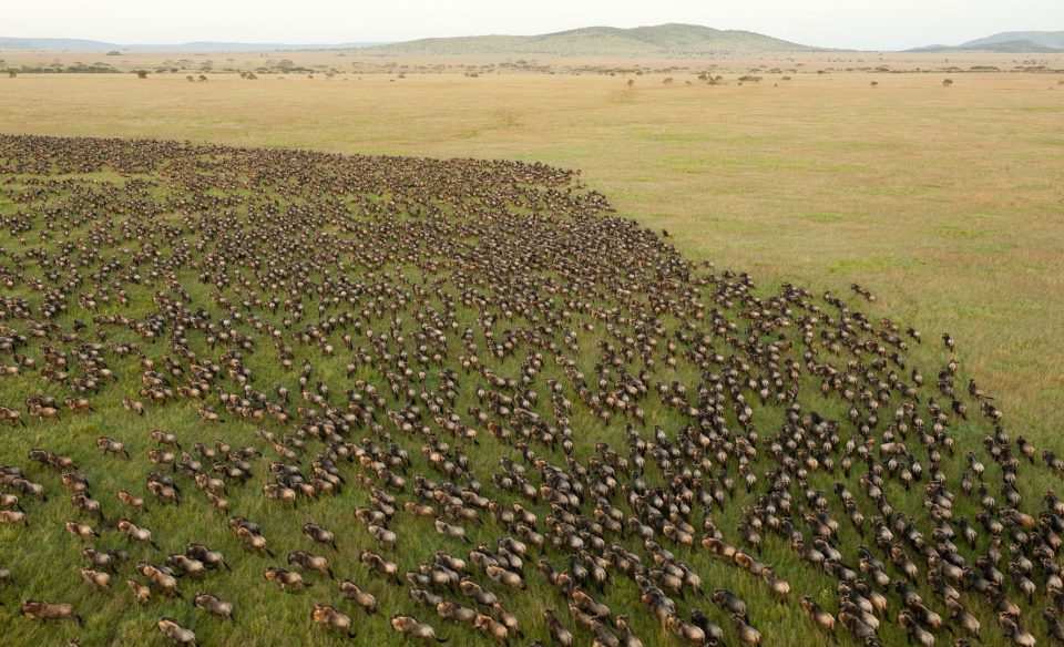 Wildebeest Serengeti migration, Safari Crew Tanzania