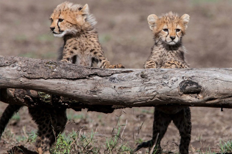 cheetah cubs, Tanzania best safari Destination