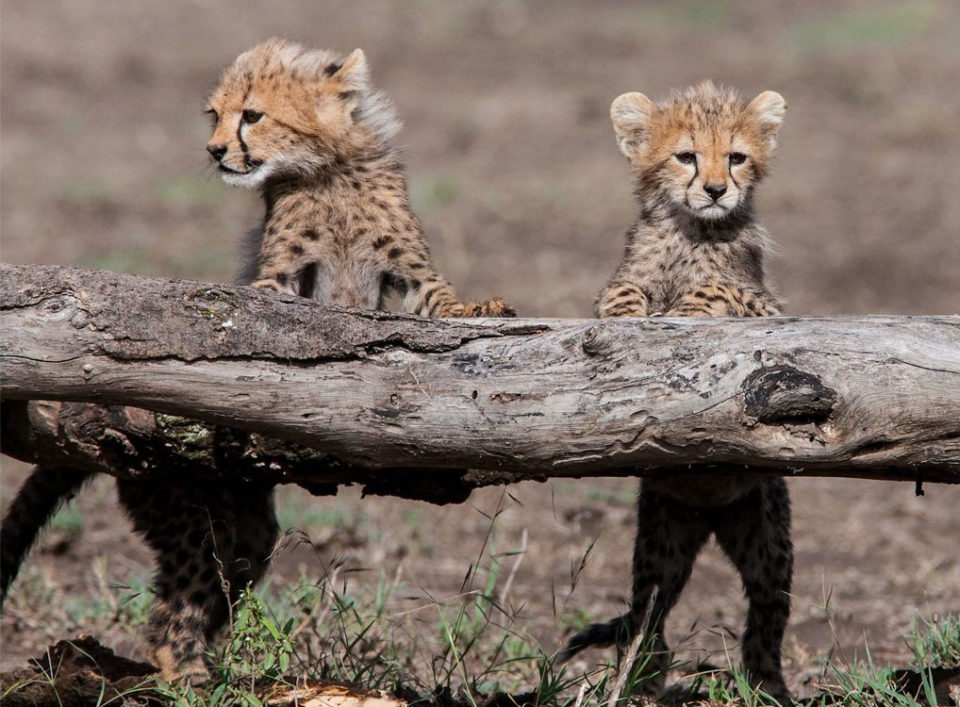 cheetah cubs, Tanzania best safari Destination