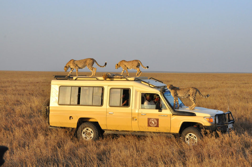 cheetahs of the Serengeti, Tanzania safari, by Jacopo e Francesco