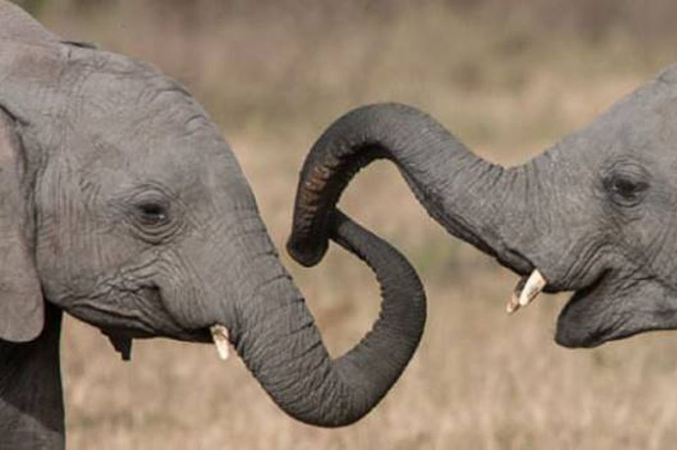 elephants at Tarangire, Tembo in Tanzania