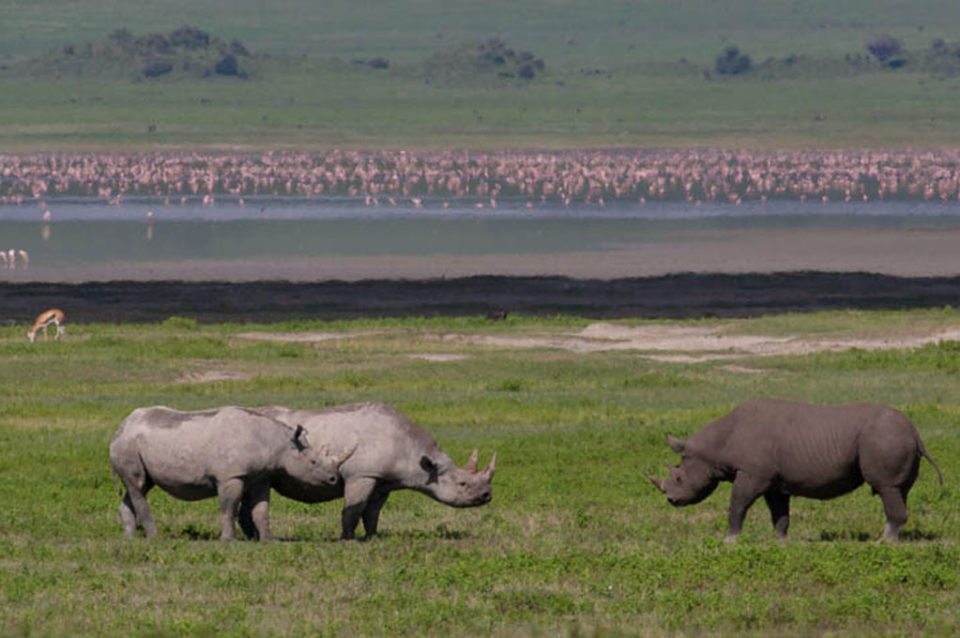 rhinos at Ngorongoro crater - Tanzania