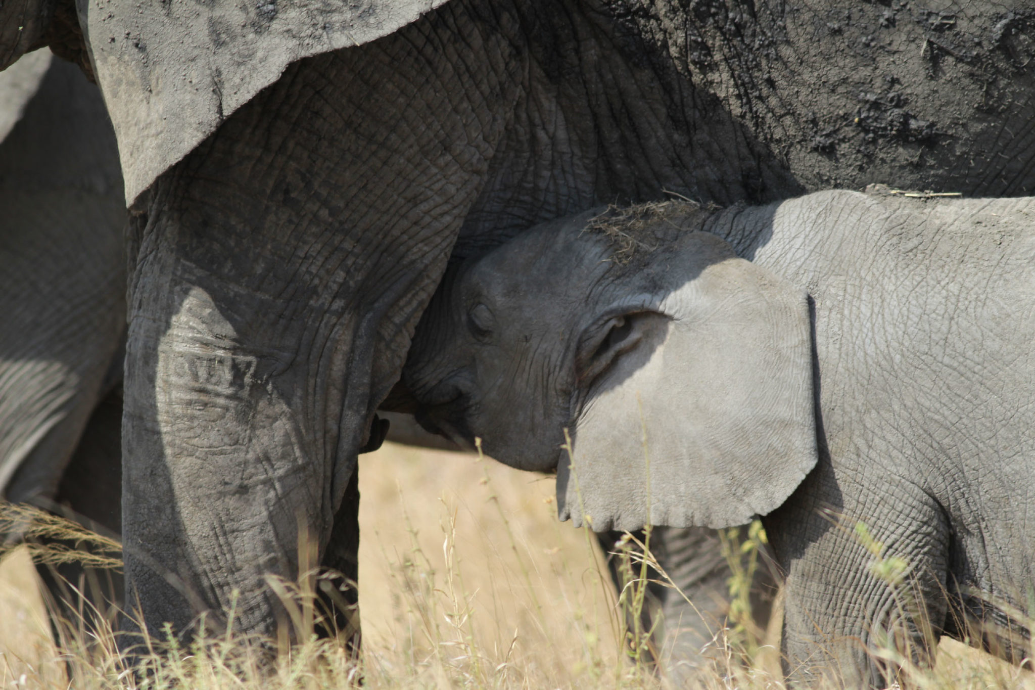 Tanzania Eleohants, by Cristina
