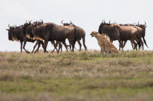 Cheetah and big herd, safari migration, Tanzania