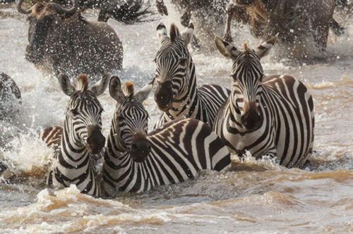 big herd of zebras Serengeti migration, Tanzania