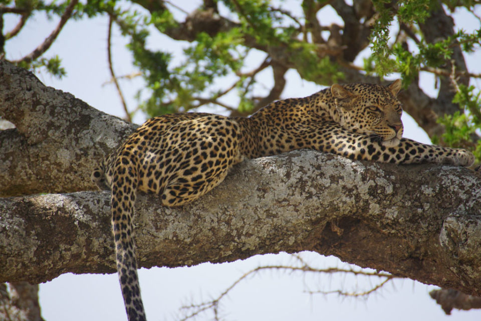 leopard on tree by our guest Lorenzo, Tanzania