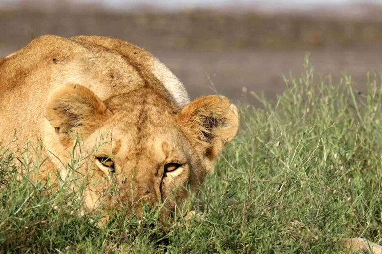 lion eyes SerengetiShowlive safari