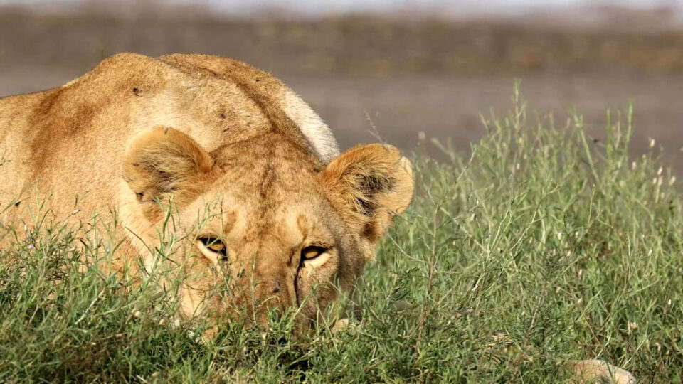 lion eyes SerengetiShowlive safari