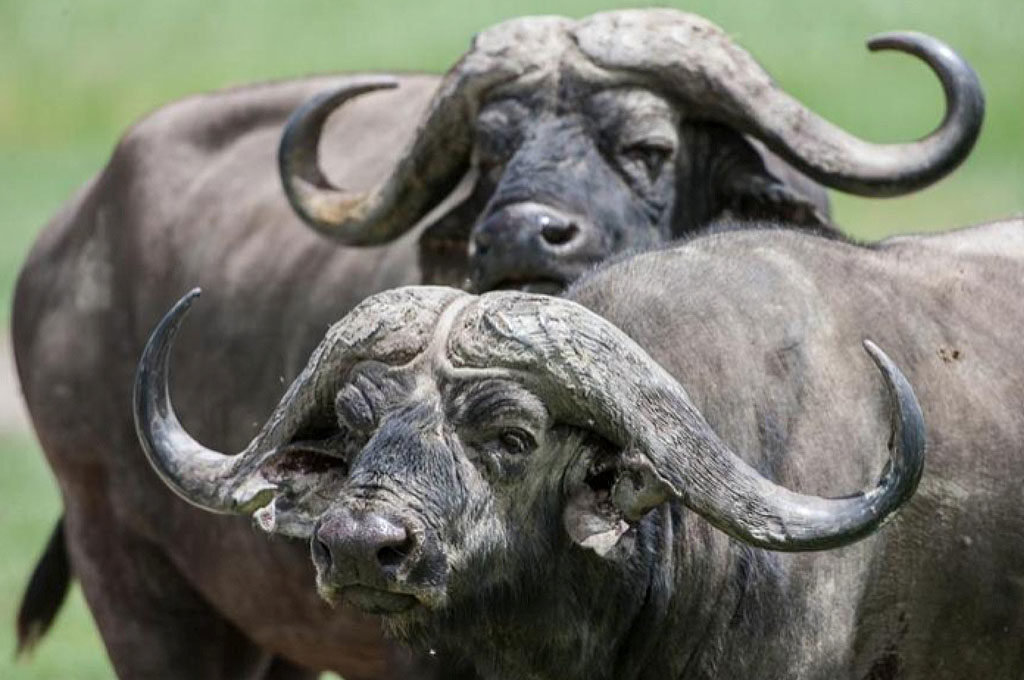 Cape Buffalos at Ruaha National Park Tanzania