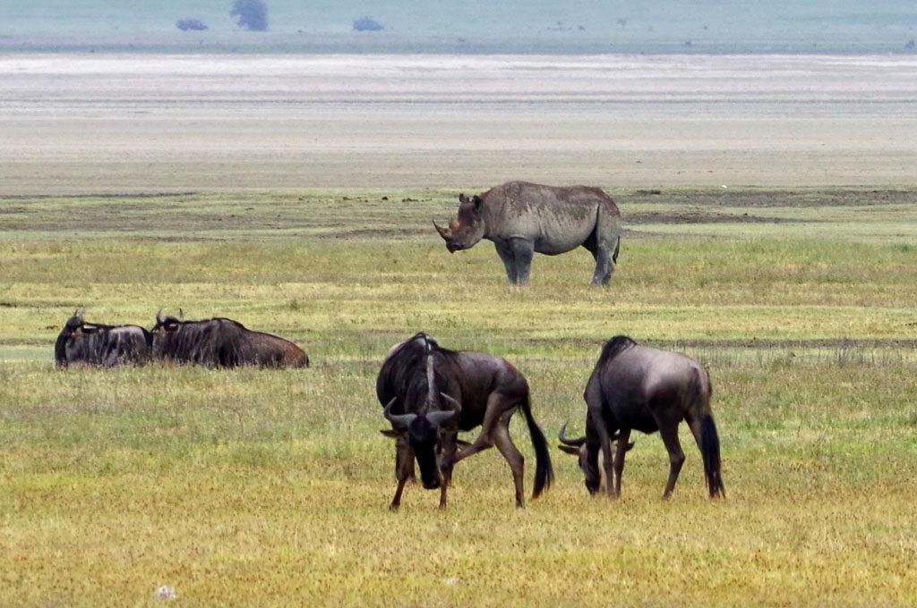 rhino and wildebeests Ngorongoro crater, Tanzania safari, by laura