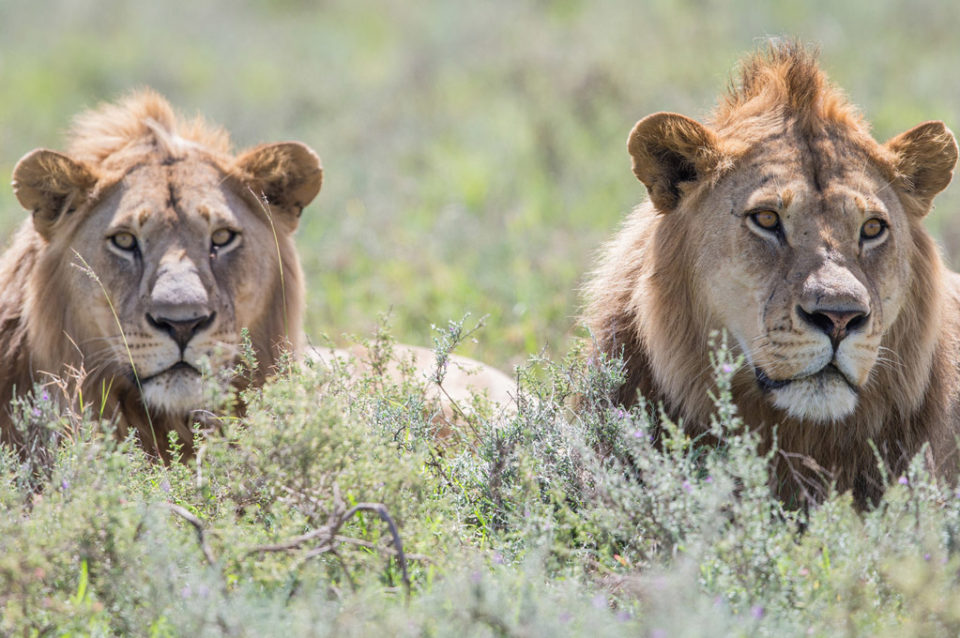 lions ambushed Serengeti, Tanzania