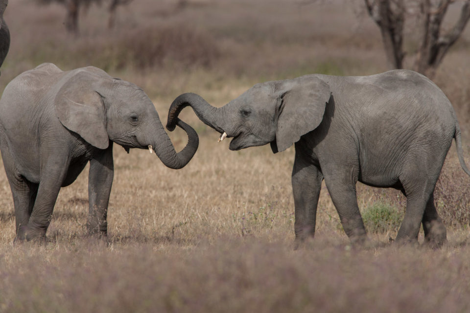 elephants in love Tarangire National Park, Tanzania